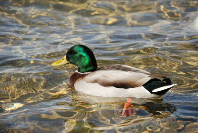 Side view of mallard duck swimming in lake