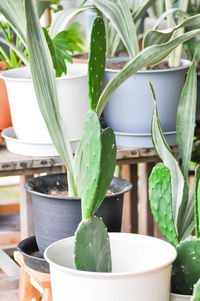 Close-up of succulent plant in pot