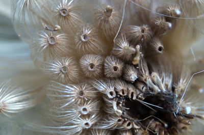 Close-up of flowers