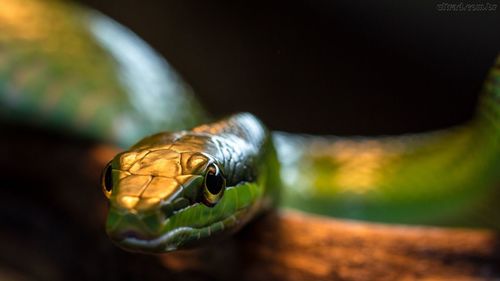 Portrait view of snake