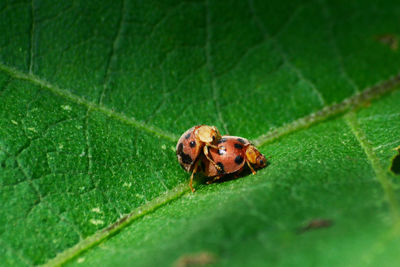 Close-up of insect on leaf