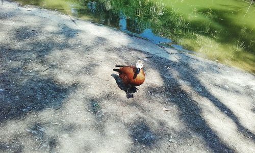 High angle view of bird