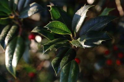 Close-up of plants