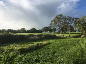 Scenic view of field against sky