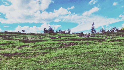 Scenic view of agricultural field against sky