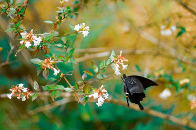 Butterfly pollinating on flower