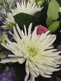 Close-up of white flower