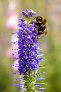 Close-up of bee pollinating on purple flower