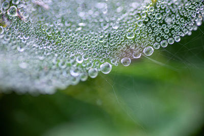 Close-up of water drops on spider web