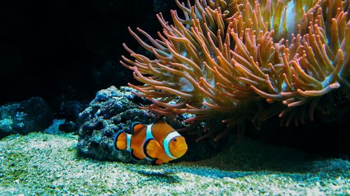 Fish swimming in sea