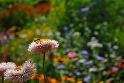 Close-up of bee on flower blooming outdoors