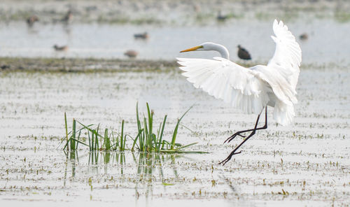 Close-up of bird flying over lake