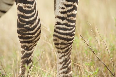 Midsection of zebra by plants 