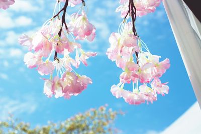 Low angle view of cherry blossoms against sky