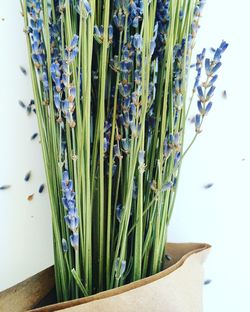 Close-up of flowers on table