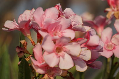 Close-up of pink flowers blooming outdoors