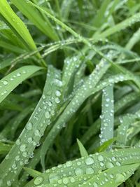 Close-up of wet leaves on rainy day