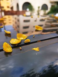 High angle view of yellow floating on water