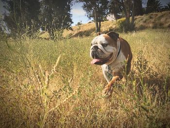 Dog on field