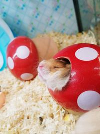 Close-up of guinea pig in artificial mushroom