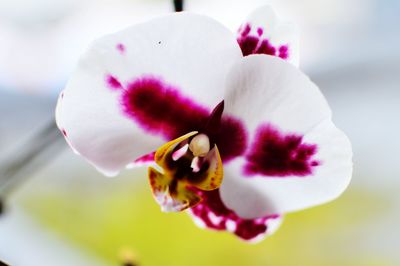 Close-up of white flowers blooming outdoors