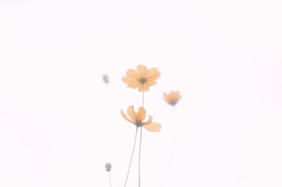 Close-up of yellow flowers blooming outdoors