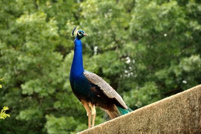 Close-up of peacock