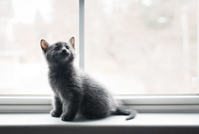 Adorable gray kitten sitting on a window ledge looking up.