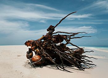 Driftwood on sand at beach against sky