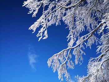 White snow lace on forest tree canopy and blue sky 