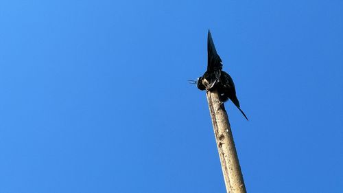 Low angle view of insect on pole against blue sky