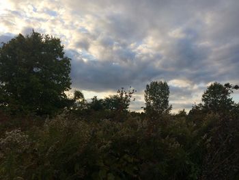 Low angle view of trees on field against sky