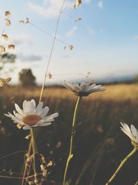 Close-up of white flowering plants on field
