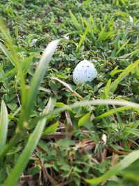 Close-up of grass