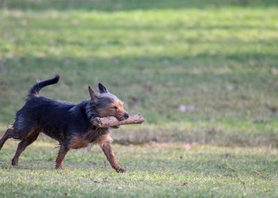 Dog running on grass