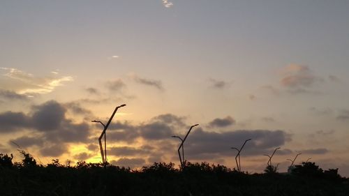 Silhouette plants on field against sky during sunset