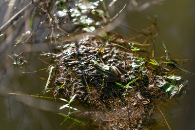 High angle view of plants