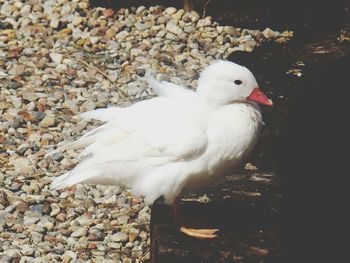 Bird on white background