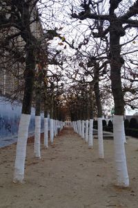 Road passing through trees