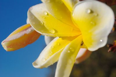 Close-up of wet yellow rose flower