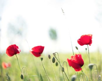 Close-up of red poppy flowers growing in field
