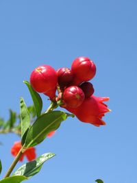 Low angle view of red berries against blue sky