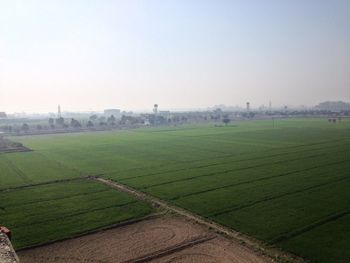 Scenic view of grassy field