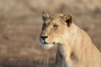 Close-up of a cat looking away