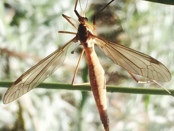 Close-up of damselfly on leaf