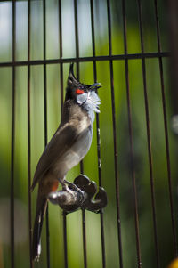 Close-up of bird perching in cage