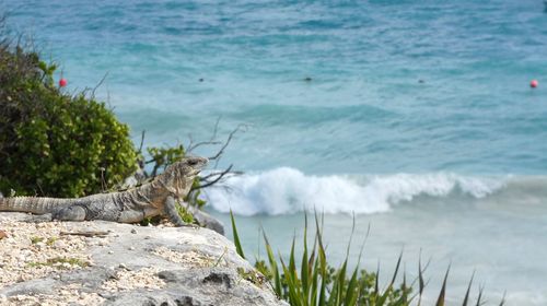 Scenic view of sea by rocks