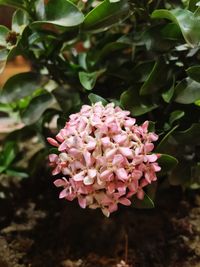 Close-up of pink flowers blooming outdoors