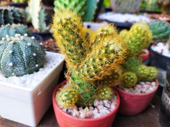 High angle view of succulent plant