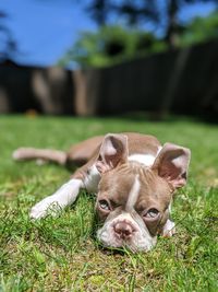 Portrait of dog on field